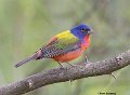 _B222687 painted bunting